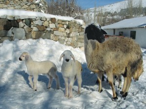 7 Şubat1 2007 226